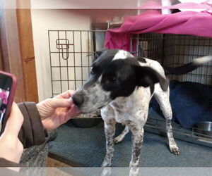 Rat Terrier-Unknown Mix Dogs for adoption in Garden City, NY, USA