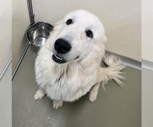 Great Pyrenees Dogs for adoption in Columbus, IN, USA