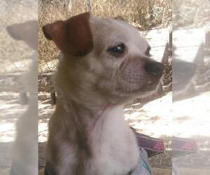 Chihuahua-Unknown Mix Dogs for adoption in Tucson, AZ, USA