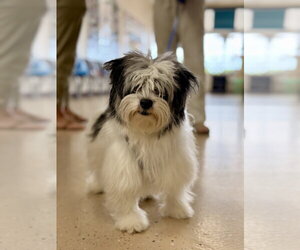Mutt Dogs for adoption in Mundelein, IL, USA