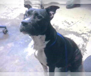 American Staffordshire Terrier-Huskies  Mix Dogs for adoption in Tallahassee, FL, USA
