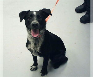 Labrador Retriever-Unknown Mix Dogs for adoption in Fayetteville, NC, USA