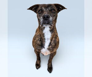 Plott Hound-Unknown Mix Dogs for adoption in Rowlett, TX, USA