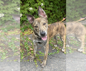 Dutch Shepherd -Unknown Mix Dogs for adoption in San Diego, CA, USA