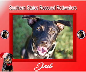 Medium Photo #4 Rottweiler Puppy For Sale in White Hall, AR, USA