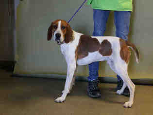 American Foxhound Dogs for adoption in Salt Lake City, UT, USA