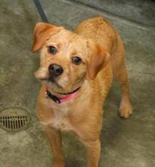 Border Terrier Dogs for adoption in Woodside, NY, USA