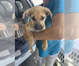 Mutt Dogs for adoption in Stockton, CA, USA