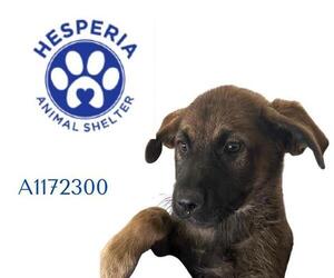Mutt Dogs for adoption in HESPERIA, CA, USA