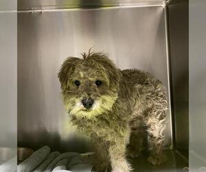 Maltese-Unknown Mix Dogs for adoption in Modesto, CA, USA