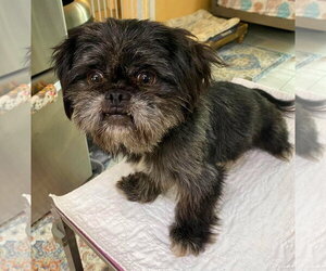 Shih Tzu Dogs for adoption in Benton, LA, USA