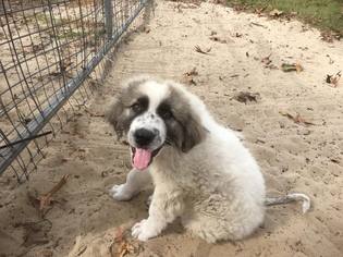 Great Pyrenees Dogs for adoption in Dunnellon, FL, USA