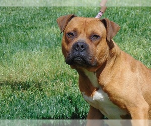 Medium Photo #1 Boxer-Unknown Mix Puppy For Sale in Charlotte, NC, USA