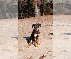 Black and Tan Coonhound-Labrador Retriever-Unknown Mix Dogs for adoption in Myrtle Beach, SC, USA