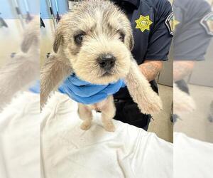 Siberian Husky-Unknown Mix Dogs for adoption in Riverside, CA, USA