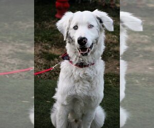 Sheprador Dogs for adoption in Evansville, IN, USA