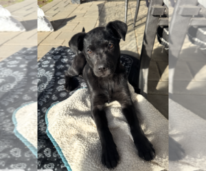 Labrador Retriever-Unknown Mix Dogs for adoption in Bellevue, WA, USA