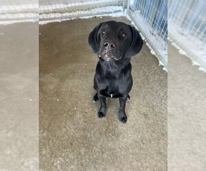 Labrador Retriever Dogs for adoption in Detroit Lakes, MN, USA