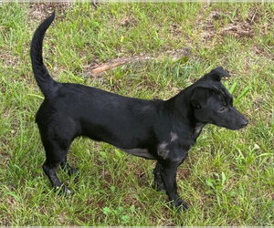 Dachshund Dogs for adoption in Claremore, OK, USA