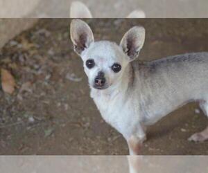 Chihuahua Dogs for adoption in Colorado Springs, CO, USA