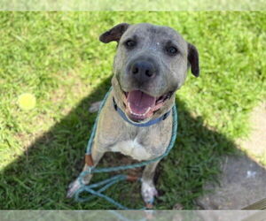 Mastiff-Unknown Mix Dogs for adoption in Tulsa, OK, USA