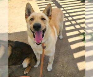 German Shepherd Dog Dogs for adoption in Long Beach, CA, USA