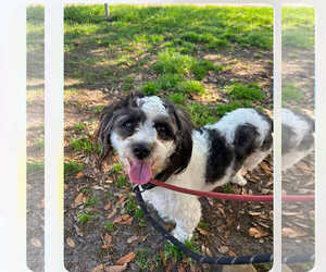 Maltese-Poodle (Toy) Mix Dogs for adoption in Rockaway, NJ, USA
