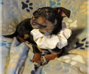 Chiweenie Dogs for adoption in Grovertown, IN, USA