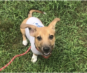 Chiweenie Dogs for adoption in Stroudsburg, PA, USA