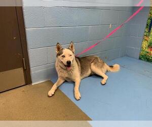 Siberian Husky-Unknown Mix Dogs for adoption in Moreno Valley, CA, USA