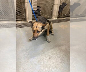 German Shepherd Dog-Unknown Mix Dogs for adoption in Stockton, CA, USA