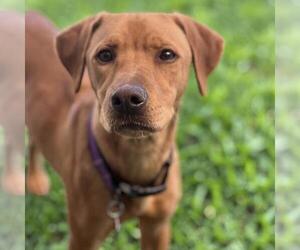 Labrador Retriever-Unknown Mix Dogs for adoption in San Diego, CA, USA