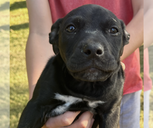 Labrador Retriever-Unknown Mix Dogs for adoption in Dana Point, CA, USA