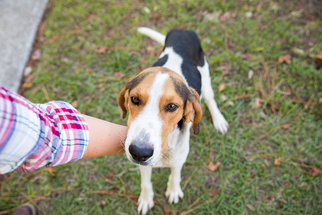 Treeing Walker Coonhound-Unknown Mix Dogs for adoption in Elkton, FL, USA