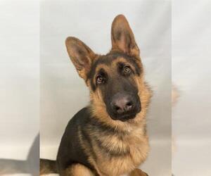 German Shepherd Dog Dogs for adoption in Fort Collins, CO, USA