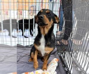 Minnie Jack Dogs for adoption in Aurora, IN, USA