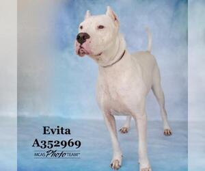 Dogo Argentino Dogs for adoption in Conroe, TX, USA