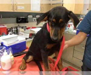 Mutt Dogs for adoption in Riverside, CA, USA