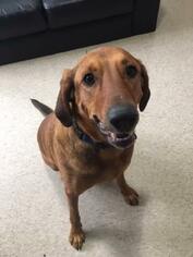 Labrador Retriever-Unknown Mix Dogs for adoption in Northfield, MN, USA