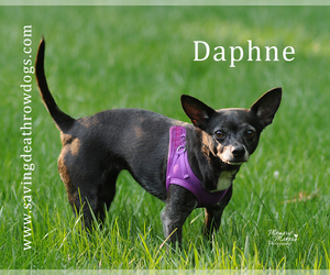 Chihuahua Dogs for adoption in Topeka, KS, USA