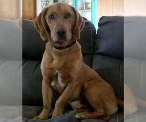Basset Retriever Dogs for adoption in Cologne, NJ, USA