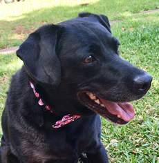 Labbe Dogs for adoption in DeLand, FL, USA