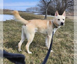 Huskies -Unknown Mix Dogs for adoption in Batavia, NY, USA