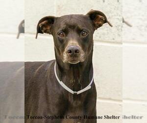 Doberman Pinscher-Unknown Mix Dogs for adoption in Toccoa, GA, USA