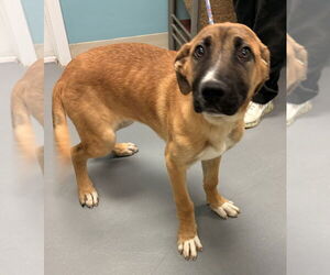 German Shepherd Dog-Unknown Mix Dogs for adoption in Brewster, NY, USA