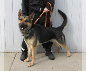 German Shepherd Dog Dogs for adoption in Louisville, KY, USA