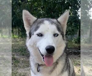 Siberian Husky Dogs for adoption in Raleigh, NC, USA