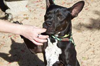 English Boston Bulldog Dogs for adoption in Pensacola, FL, USA