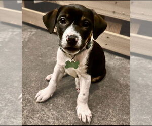 Beagle-Unknown Mix Dogs for adoption in Royal Palm Beach, FL, USA