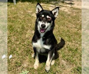 Australian Kelpie-Siberian Husky Mix Dogs for adoption in Conroe, TX, USA
